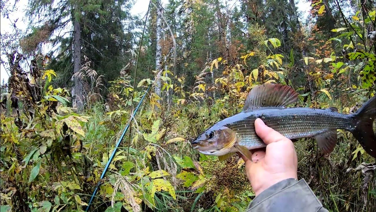 Рыбалка на хариуса. Хариус в пермском крае. Рыбалка в пермском хариус. Хариус в пермском крае. Хариус рыба.