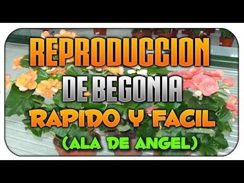 Vídeo: Reproducció De Begònia (21 Fotos): Com Es Reprodueix La Begònia A Casa? Com Plantar I Arrelar Correctament Una Planta?