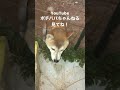 あの〜誰か助けて欲しいのですが、、、【柴犬エガちゃん】 #Shorts