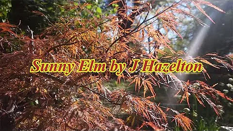 Sunny Elm by John Hazelton