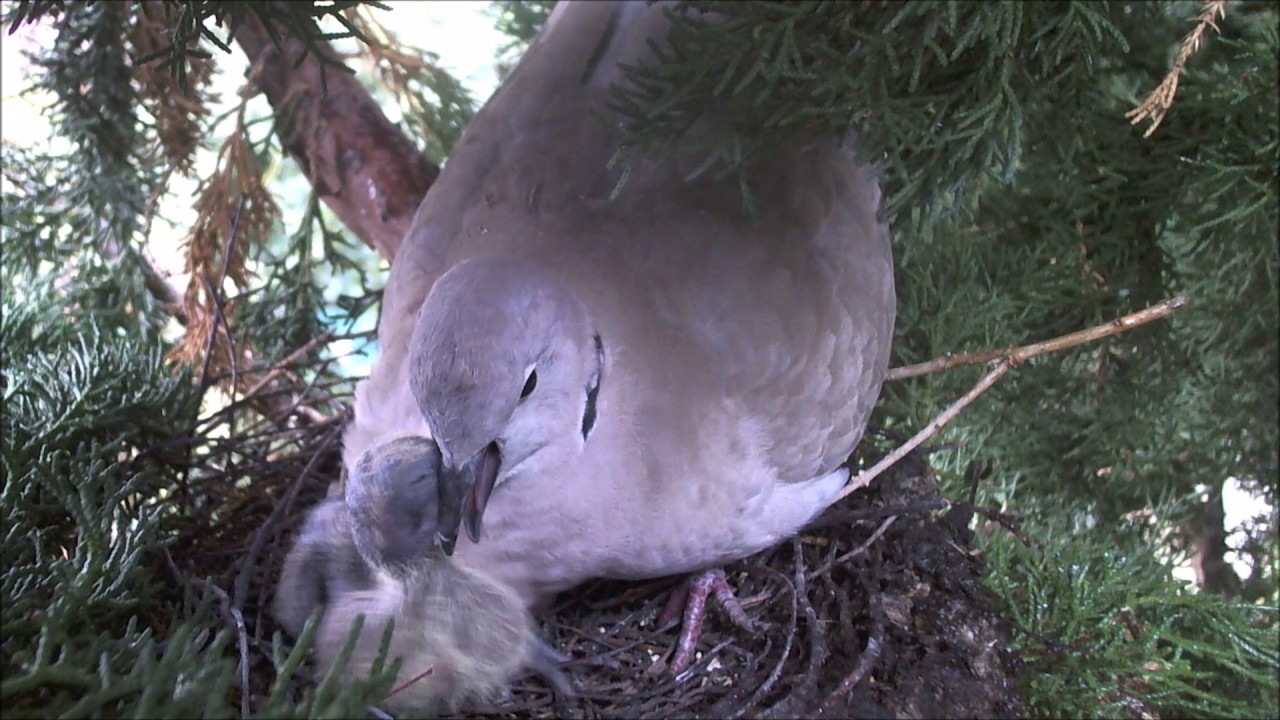 Collared Dove feeding chick in the CDWG YouTube