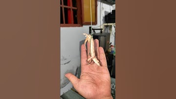 dùng thằng lằn cắm câu #anfishing1610 #fishing #shorts