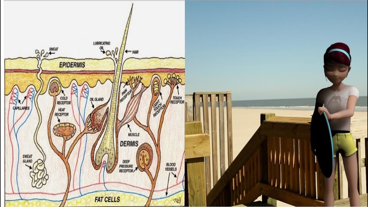 Layers of Skin For Kids YouTube