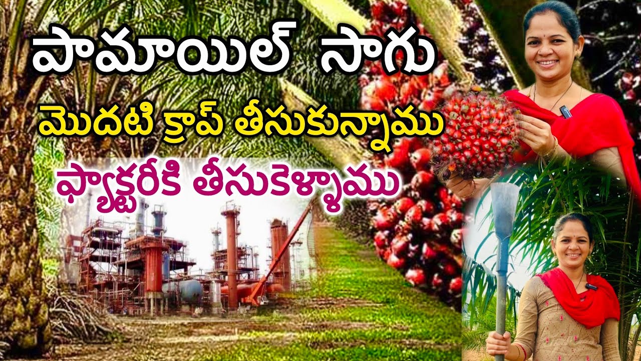 🌴పామాయిల్ మొదటి క్రాప్ దగ్గర నుండి ఫ్యాక్టరీకి తీసుకెళ్లేవరకు Oil palm Cultivation | palm oil saagu