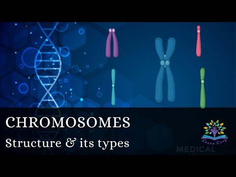 Wideo: Które ludzkie chromosomy są metacentryczne?