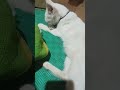 #pets #cat #onthisday #kucingmalas #kucingputihlucu #kucingkampung #cat