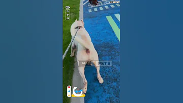 Dogo Argentino Goes Wild After Spotting A Dog Youtubeshorts Shorts Dog Dogoargentino 