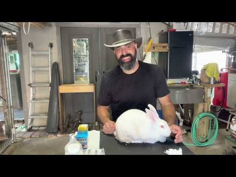 Video: Cómo tratar los snuffles (Pasteurella) en conejos: 13 pasos