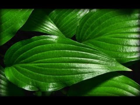 Hosta Green Leaf Painted Curves & Folds
