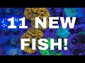 11 New Saltwater Fish Enter the Mega Build! The Good, The Bad and the Expensive