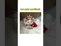 SRU MÊS SEU GATO MEDIEVAL