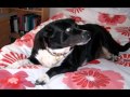 MY DOG ASHA&#39;S TRIBUTE   2004 - 2012    R.I.P