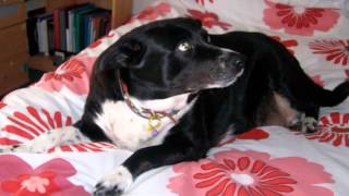 MY DOG ASHA&#39;S TRIBUTE   2004 - 2012    R.I.P