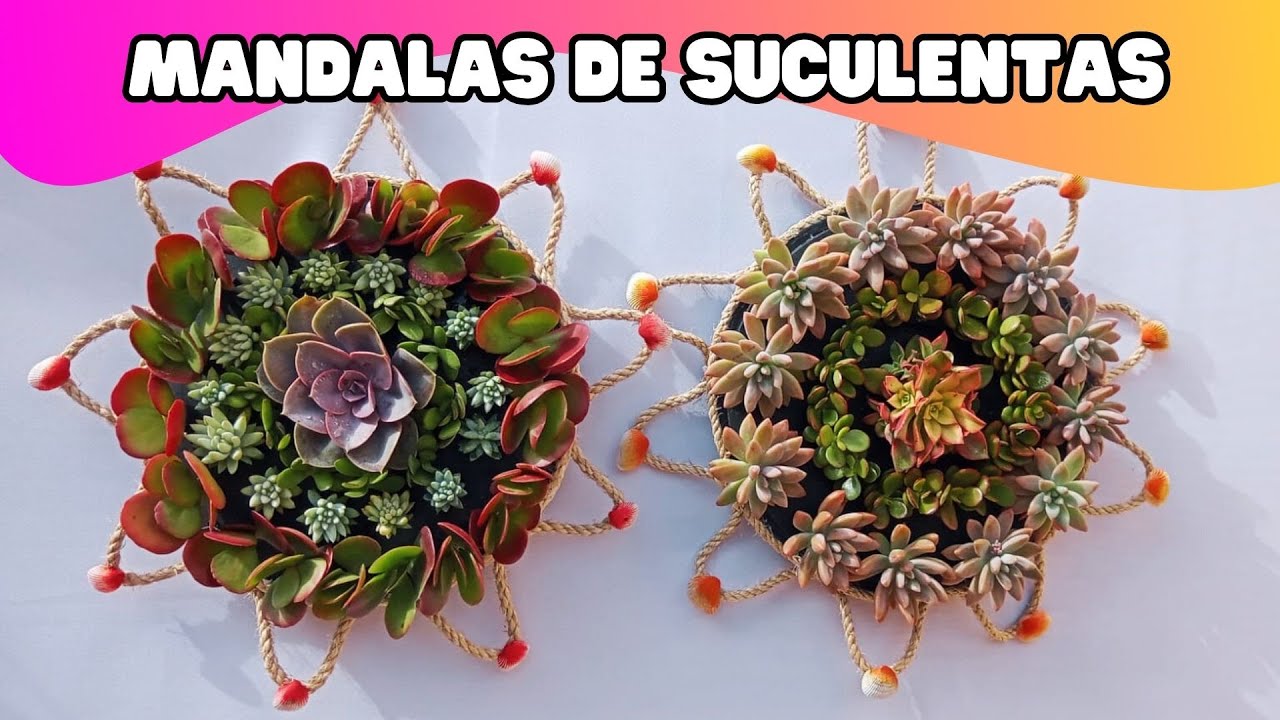 Mandala de suculentas : u/Famafernandes