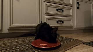 Chausie eats chicken by Meow 78 views 4 years ago 5 minutes, 20 seconds