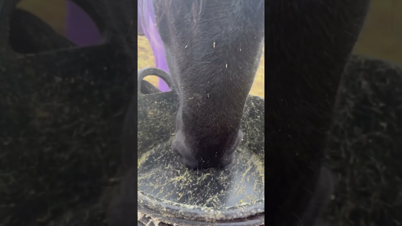 Sjoukje Addicted To Licking Animallover Blackhorse Horselovers