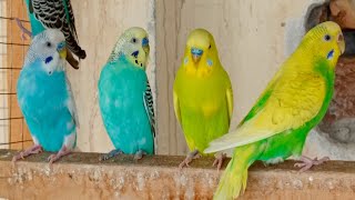 12 Hr Bird Watching of Parakeet Budgies Birds, Observe Nature Birds, Reduce Stress by Beel Pet Budgie Sounds  1,887 views 2 weeks ago 11 hours, 59 minutes