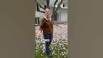 Considering A Magnolia Tree?