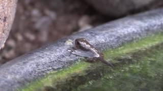 Red-spotted toad Tadpoles