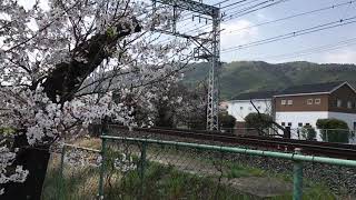 桜の花と阪急電車京とれいんスローで再生。