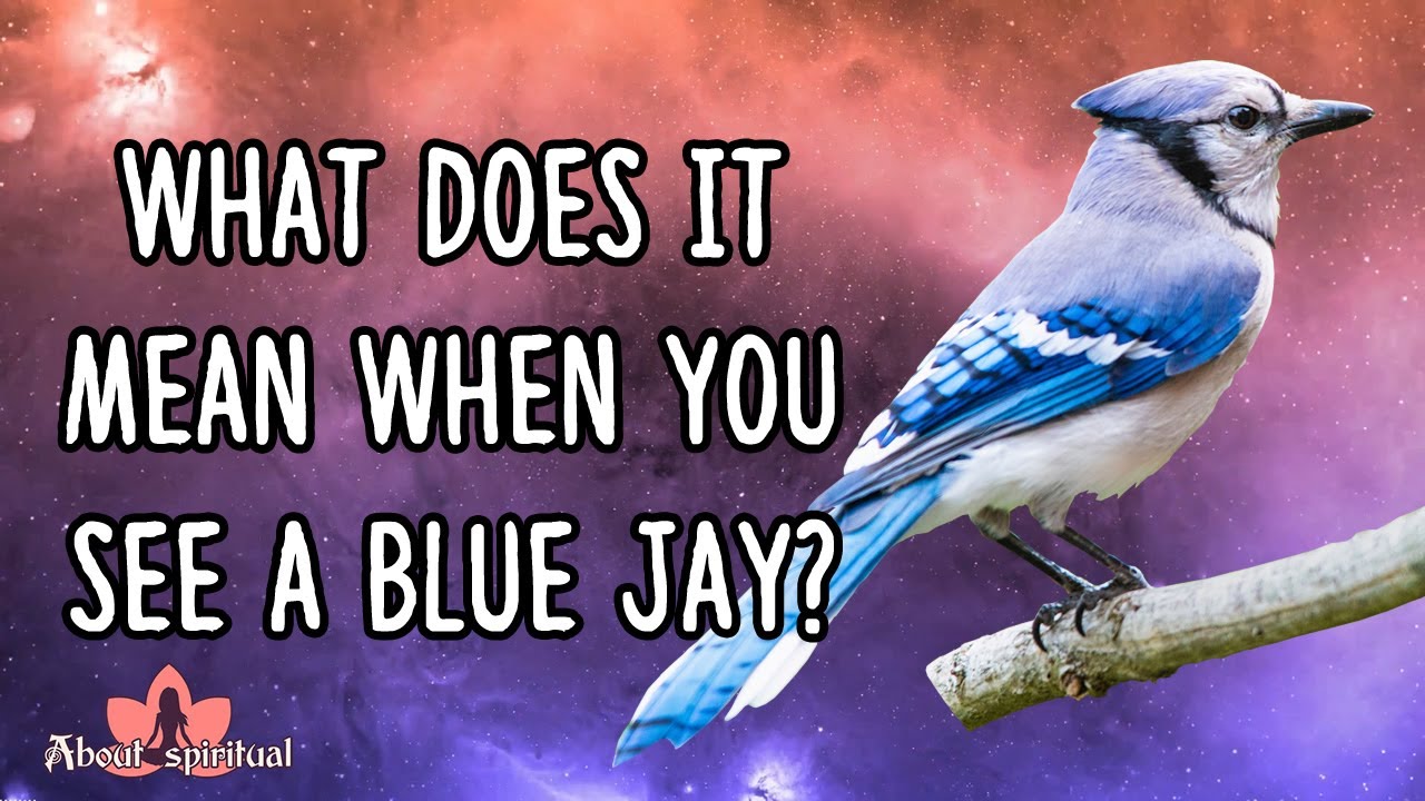 What Does It Mean When You See A Blue Jay Powerful Meaning And Symbolism About Spiritual