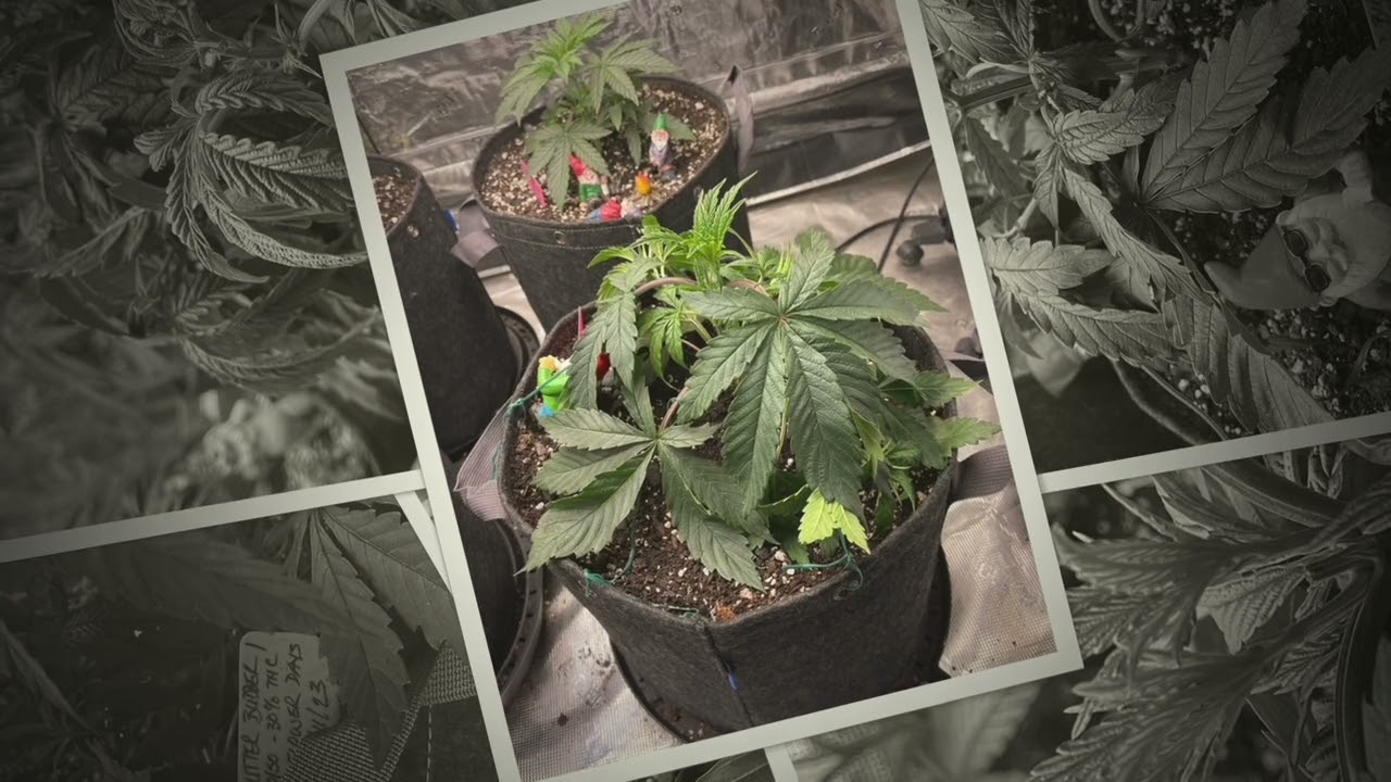 Spotlight on Nutter Budder 1-Grow 3