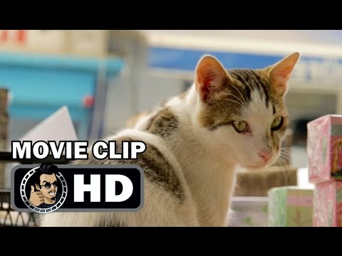 Kedi: Isztambul macskái