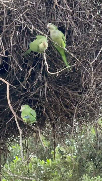 Pretty birds #remix #music #dj #phonk #beats #musica #musicgenre #viral #shorts #ytshorts #trending