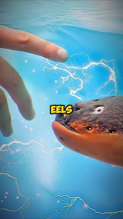 How Do Eels Produce Electricity? #facts #crazyfacts #animalfacts - YouTube