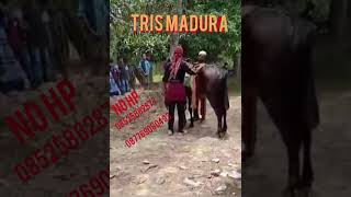 Tragedi Jaran Kincak