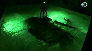 Surviving The Cut - Crash Simulation