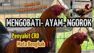 CARA MENGOBATI AYAM SNOT / FLU ‼️ PENYAKIT CRD UNGGAS #penyakitayam #ayamngorok screenshot 3