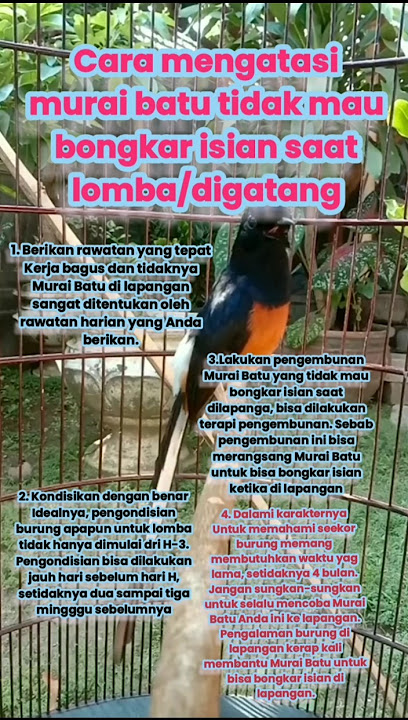 Cara mengatasi murai batu tidak mau bongkar isian #shorts #muraibatuindonesia #muraibatu  #smm