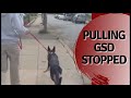 Pulling GSD stopped in seconds Solid K9 Training