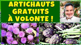 Des artichauts gratuits à volonté au jardin potager ! 😄