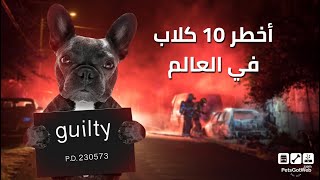 بيتس جوت ويب تقدم لكم أخطر 10 كلاب في العالم