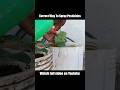 Correct Way to Spray Pesticide ✅ #plantcare #ytshorts #organicgardening #shorts #gardeningtips