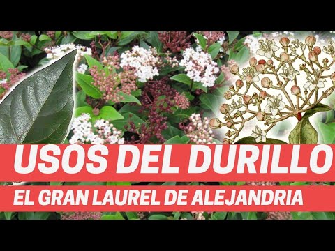 Video: Cómo Almacenar Viburnum Correctamente