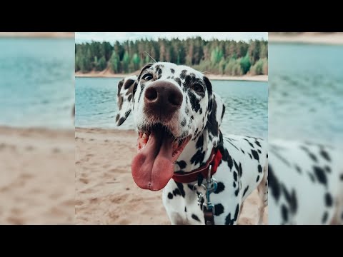 Vidéo: Pourquoi Les Dalmatiens Sont-ils Des Chiens De Caserne De Pompiers ? - Races De Chiens De Caserne De Pompiers