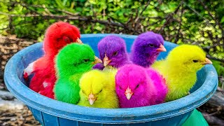 wadidaw ayam warna warni lucu, dunia hewan lucu #18