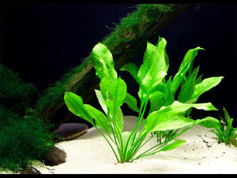gouramis and shrimp Beautiful Common Pleco