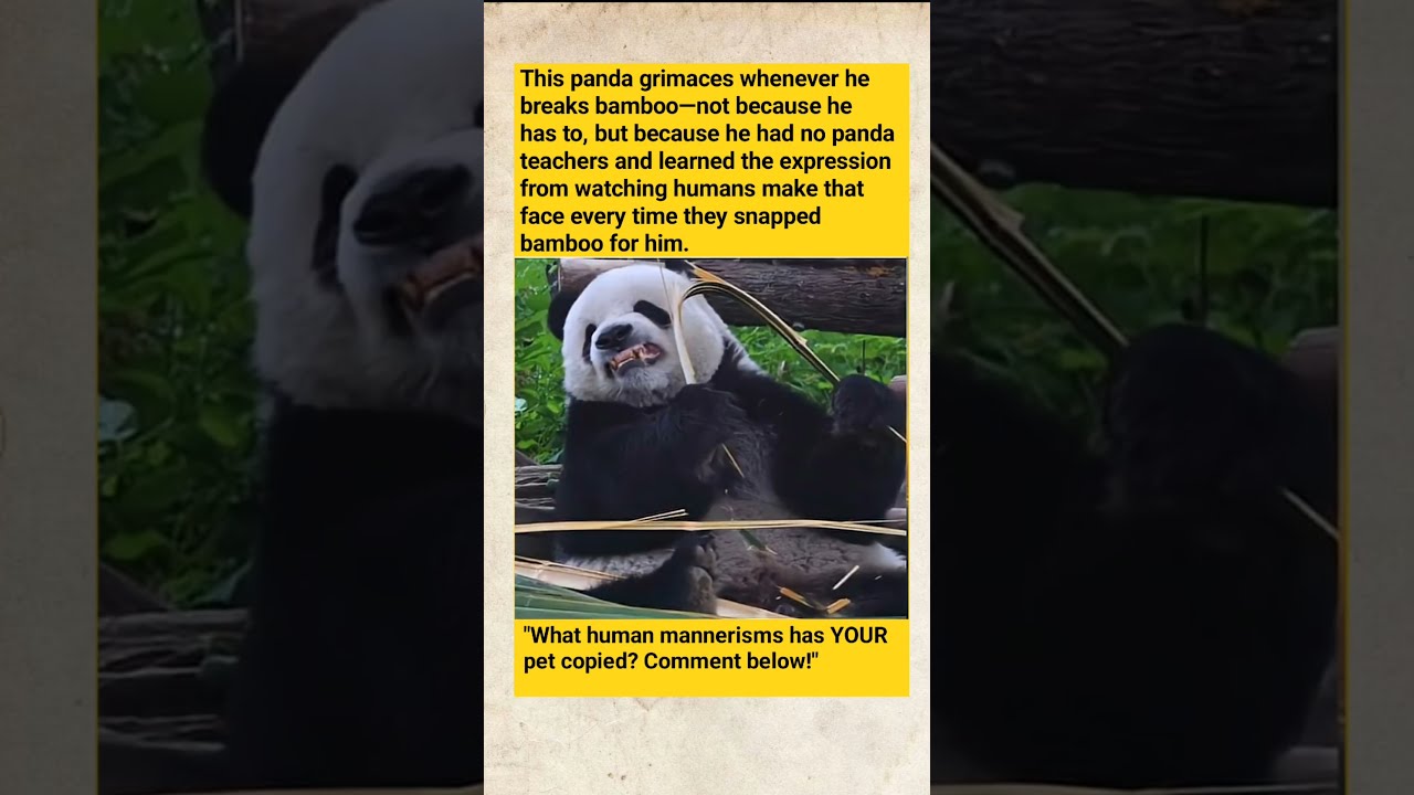 This Panda Fakes Pain When Breaking Bamboo The Bizarre Reason Why 