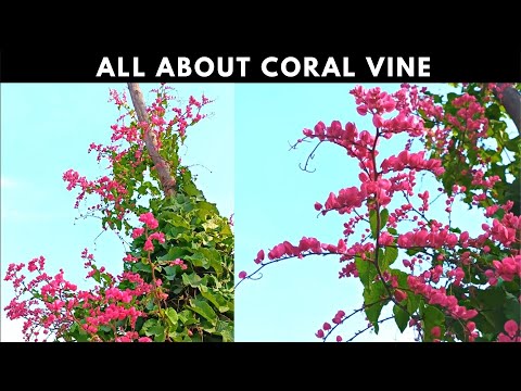 Video: Coral Vine Information and Care: Tips on growing Coral Vines