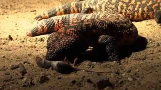 Uitgelicht Burgers Zoo Gilamonster