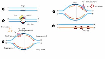 Eukaryotic DNA Replication Process