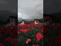 🍀 I will choose you in thousand #rose #viral #viralshort