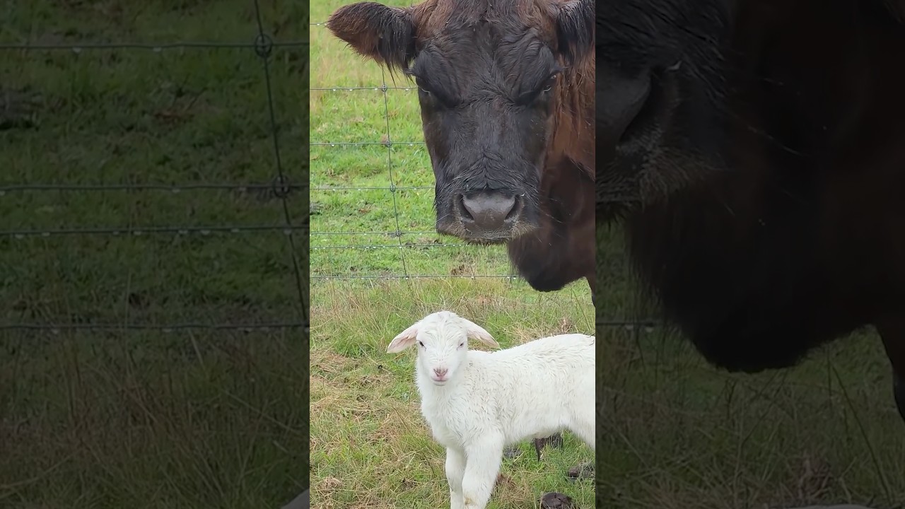 Cow Kidnaps Baby - Ozzy Man Reviews