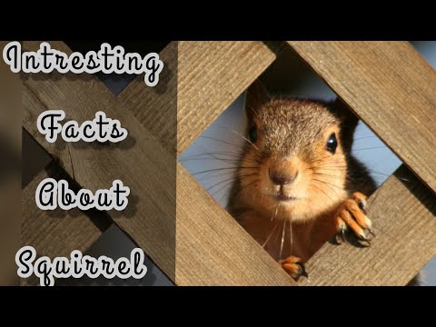 INTERESTING FACTS ABOUT SQUIRRELS|SQUIRRELS|RODENTS
