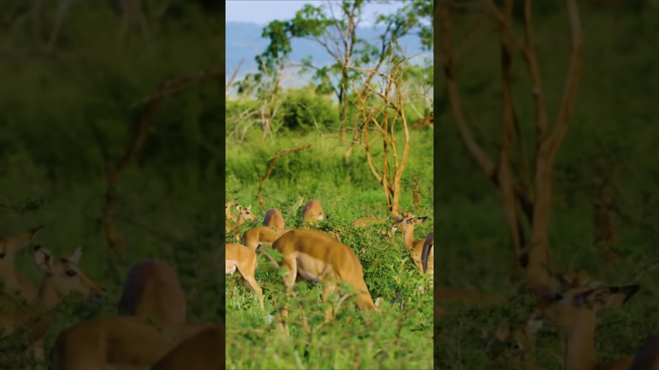 Impala Sounds (Herd Grazing in the Savannah)