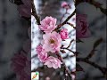 啵啵頭BOBOTO:#冬櫻 #WinterCherry #櫻花 #櫻花綻放 #縮時攝影 #TimeLapse #冬日奇蹟 #WinterBloom #賞花 #Gardening